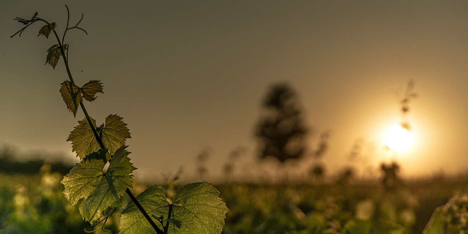 header Ca' del Bosco