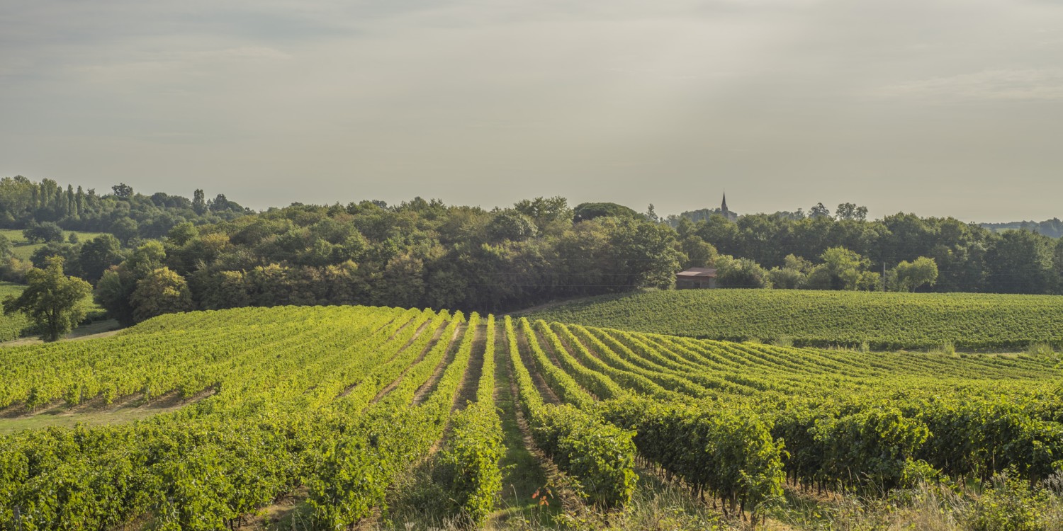 header Domaine Tariquet