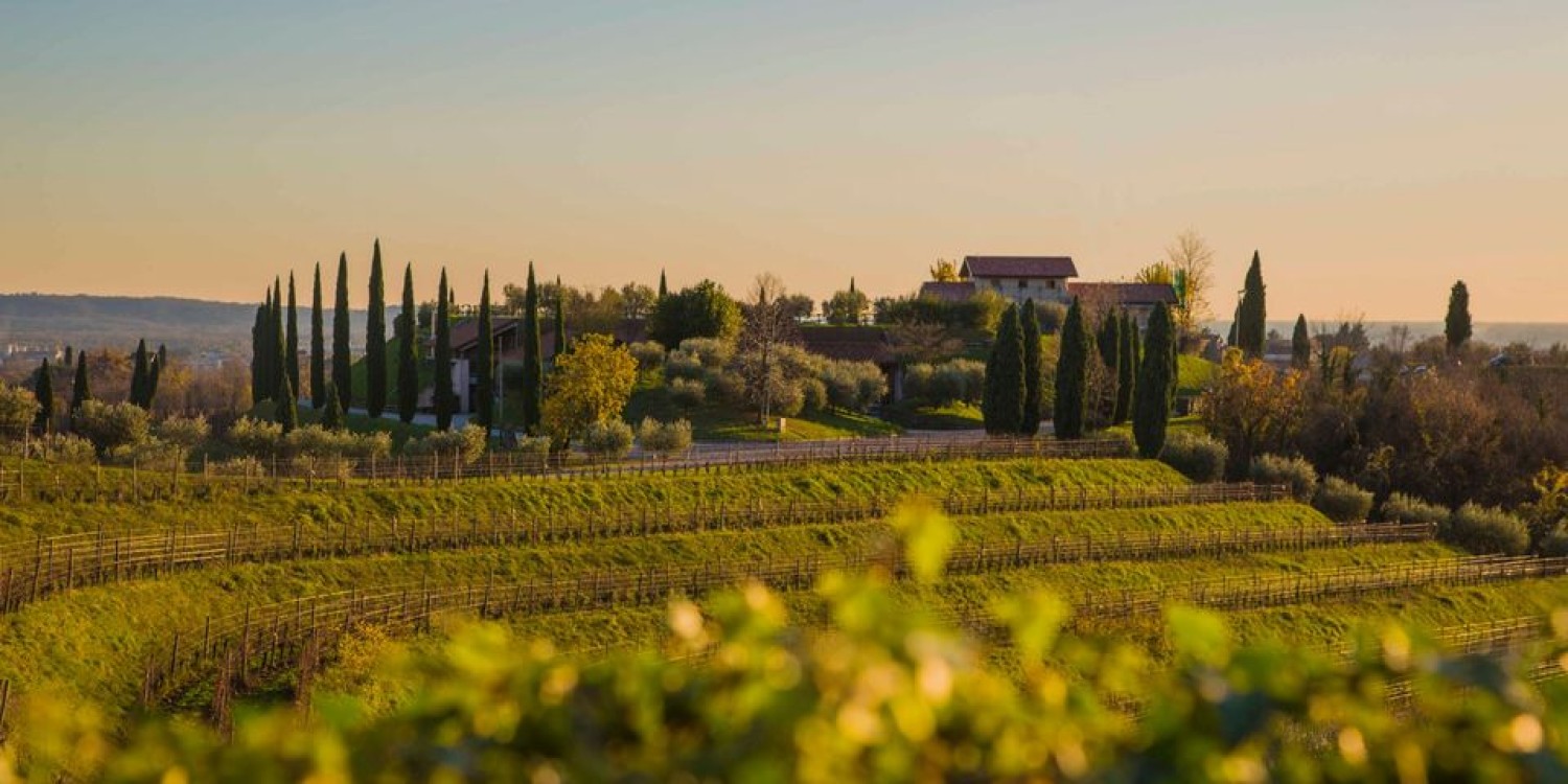 header Le Vigne di Zamò