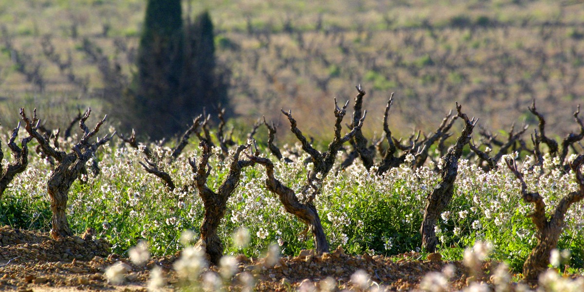 header Maison Centaurée